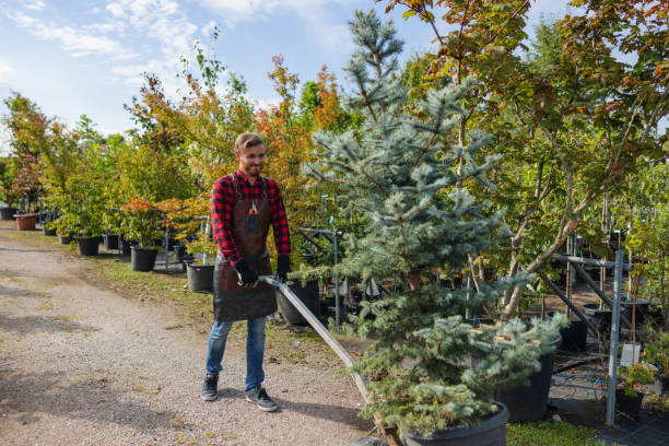 How Our Tree Care Process Works  in Thorndale, PA